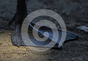 Duck leg closeup. Membranes closeup