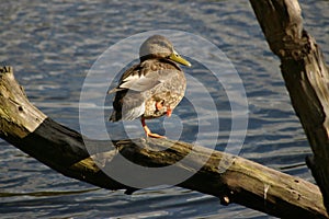Duck on a log