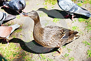 Duck is looking for food St. James` Park London