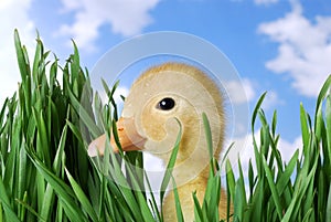 Duck Looking Through the Grass