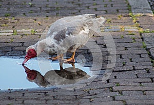 Duck looking at its refelection in a puddle in Ely, Cambridgeshire, UK