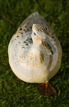 Duck looking at you