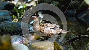 Duck lophonetta specularioides specularioides in the usual habitat in the forest