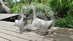 Duck lover couple meeting on the wood pier of river bank