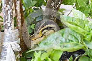 Duck lurking among leaves, green leaf