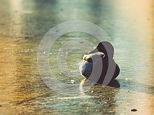 Duck Lying on Ice at Sunset - Vintage Look