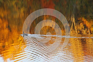 Duck Making Ripples in the Water in Autumn