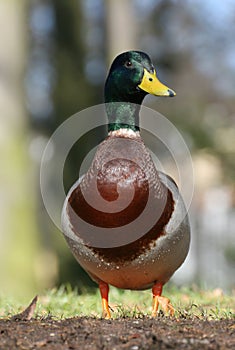 Duck male