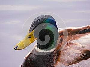 duck male with green and blue colors