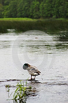 Duck male having a bath time in a shallow water