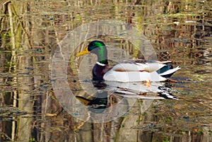 Duck male on pond