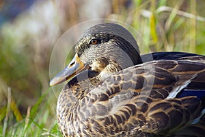 Duck close-up green mallard male wildlife hunting water bird nature