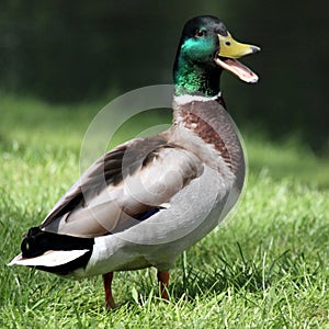 Duck mallard