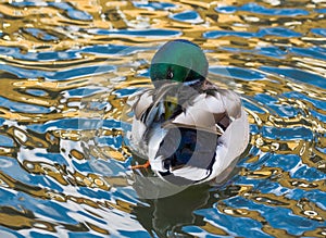 Duck Mallard