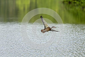 Duck. Mallard duck,female in flight.