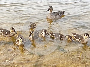 Duck mallard with ducklings swim in the lake, in summer sunny weather