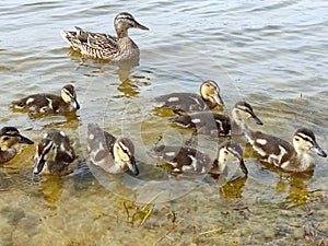 Duck mallard with ducklings swim in the lake, in summer sunny weather