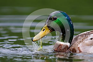 Duck mallard freshly emerged from the water photo