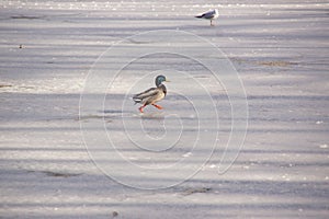 A duck mallard and one bird on the ice in the sun