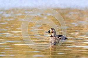 Duck mallard on pond, Czech Republic, Europe wildlife