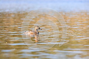 Duck mallard on pond, Czech Republic, Europe wildlife