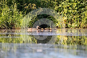 Duck mallard on pond, Czech Republic, Europe wildlife