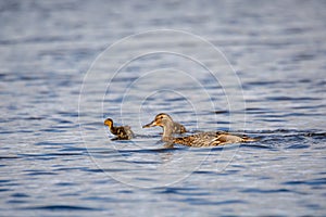 Duck mallard on pond, Czech Republic, Europe wildlife