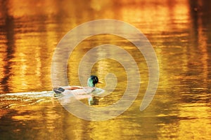 Duck Mallard swimming on a golden pond