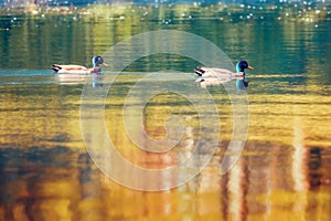 Duck Mallards swimming on a golden pond
