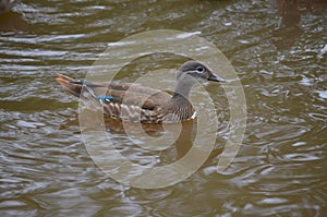 Duck Mandarin duck swims in the lake