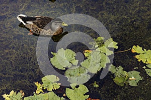 Duck in the Marshlands