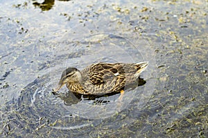 Duck in the Marshlands