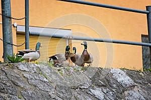 Duck mating - ducks trying to reproduce on river bank