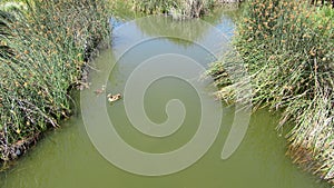 Duck Meander in GreenPoint Park photo