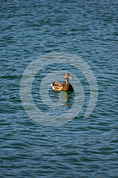 duck in mezcalero lake lincoln national forest photo
