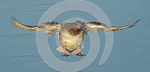 Duck in mid-flight with its wings fully extended and soaring through the air photo