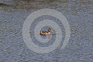 A duck in the middle of a lake