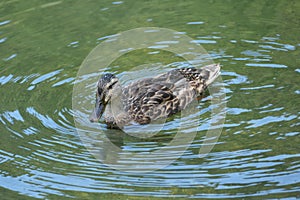 a duck in the middle of a lake