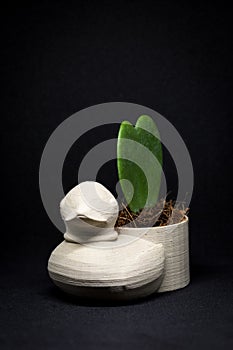 Duck mini flowerpot with heart flower taken in the studio