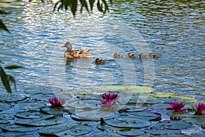 Duck mom with ducklings swims on the pond