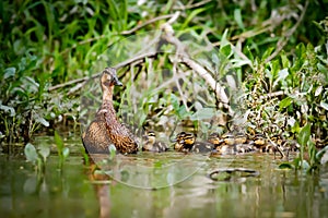 Duck mom takes young on first expeditions.