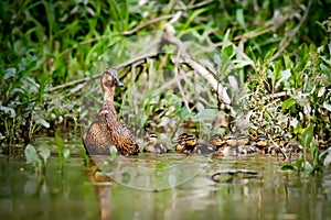 Duck mom takes young on first expeditions. photo