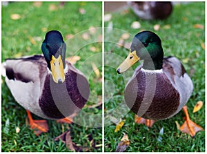 Duck montage