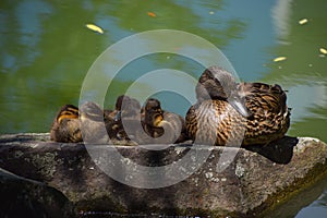 Duck mother and baby ducklings rest on a rock