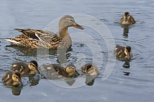 Duck mother with chicks