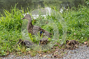 Duck mother with chicks - close-up