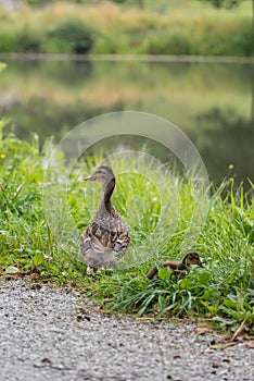 Duck mother with offspring - closeup