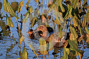 Duck mother swims with the offspring on an overgrown pond