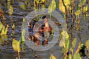 Duck mother watches her offspring