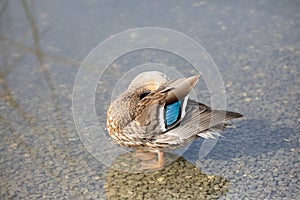 Duck in moving water at the Lac de Sauvabelin, Canton de Vaud, Switzerland photo